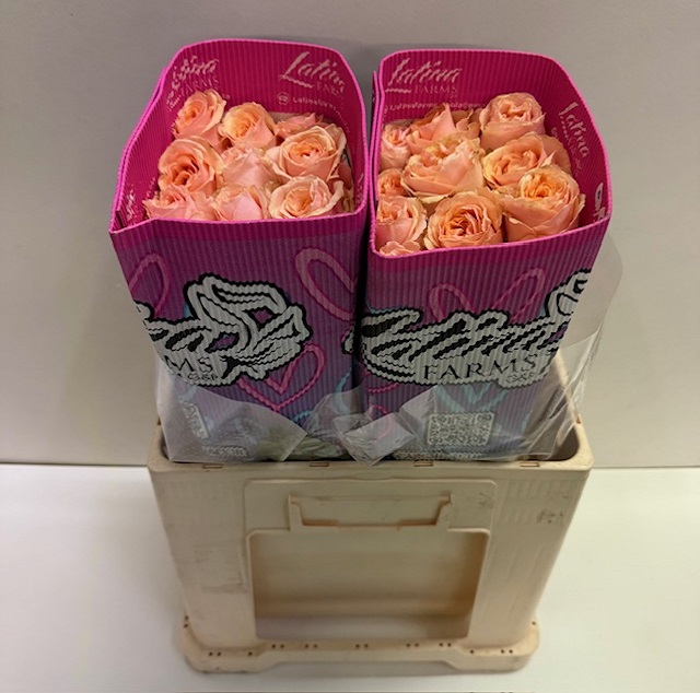 Rosa ec felicity LT.jpg